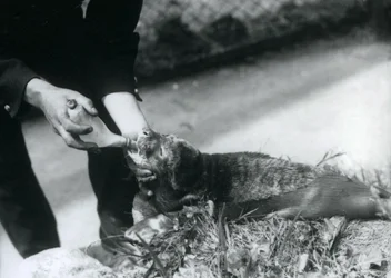 Ein Robbenjunges wird von seinem Pfleger mit der Flasche gefüttert, Londoner Zoo, August 1925