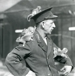 Ein Zweitklassiger Wärter mit vier jungen Grauhörnchen, die auf seinem Uniformhut und seiner Jacke klettern, Londoner Zoo