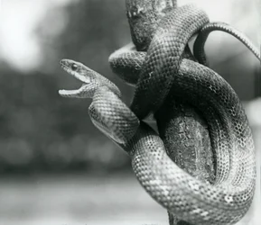 Eine Texas-Rattenschlange, die den Mund aufreißt, während sie sich um einen fast vertikalen Ast windet, Londoner Zoo, August 1928