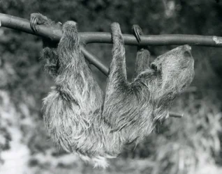 Ein Zweifingerfaultier hängt von einem abgeschnittenen Ast, Londoner Zoo, 1927