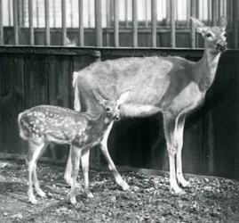 Ein Weißwedelhirsch aus Virginia mit seinem Kitz im Londoner Zoo im August 1927