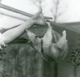 Ein junger Nördlicher Tamandua hängt mit seinem Greifschwanz an den Fingern seines Pflegers, während er nach dessen Arm greift, Londoner Zoo, April 1925