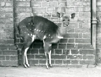 Eine weibliche Kap-Buschbock-Imbabala steht an einer Wand im Londoner Zoo im Oktober 1927