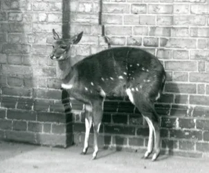 Ein weiblicher Imbabala-Kap-Buschbock steht an einer Wand im Londoner Zoo, 6. Oktober 1927