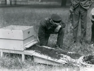 Eine Gruppe von Wärtern, darunter Brown, bewegt einen Schwarm Honigbienen, Londoner Zoo, Juli 1926