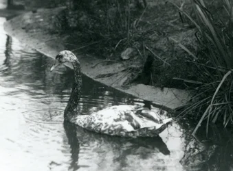 Ein Schwanenhybrid, Höckerschwan x Trauerschwan, schwimmt 1927 in einem Teich im Londoner Zoo