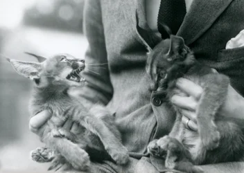 Ein Wärter hält ein Paar Karakal-Kätzchen auf seinem Schoß, Londoner Zoo, 1924