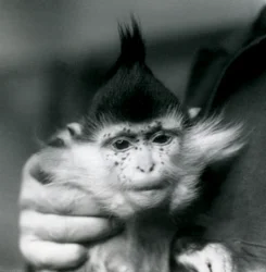 Ein Tierpfleger hält Freckles, einen Schopfmangaben oder Kongo-Mangaben, London Zoo, 1924