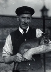 Ein Wärter hält ein Wallaby, Oktober 1920