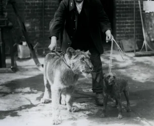 Ein Wärter führt einen Irish Terrier und einen jungen Löwen an der Leine spazieren, London Zoo, September 1925