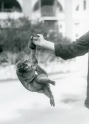 Ein Wickelbär hängt mit seinem Greifschwanz am Finger eines Tierpflegers, Londoner Zoo, September 1925