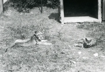 Ein Löwenjunges, das auf einem Rasen liegt, nahe einer offenen Holzkiste, mit einer Hauskatze, Londoner Zoo, Juli 1925