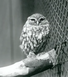 Eine kleine Eule, die auf einem Ast neben dem Drahtnetz ihres Geheges sitzt, Londoner Zoo, November 1925