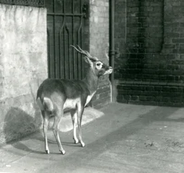 Ein männlicher Hirschziegenantilopenbock steht im Juni 1925 in seinem Gehege im London Zoo
