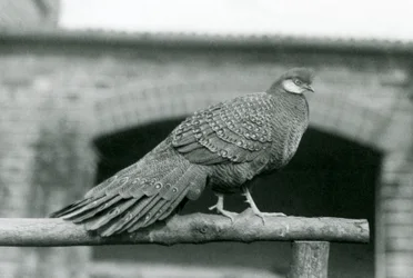 Ein männlicher Grauer Pfauenfasan steht 1931 auf seiner Stange im Londoner Zoo (s/w Foto)