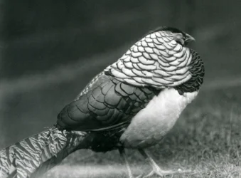 Ein männlicher Amherstfasan steht auf dem Gras, London Zoo