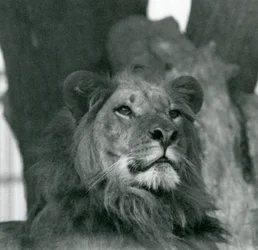 Ein männlicher Löwe im Londoner Zoo im Jahr 1929
