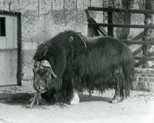Ein ausgewachsener Moschusochse, auch Moschus-Ochse und Moschus-Ochse geschrieben, steht und frisst in seinem Gehege im Londoner Zoo im Jahr 1931 (s/w Foto)