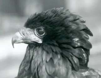 Ein fast bedrohter Gaukleradler im Londoner Zoo, 1927