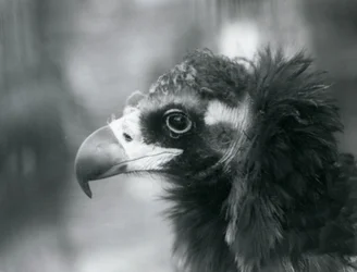 Ein potenziell gefährdeter Mönchsgeier im Londoner Zoo, 1927