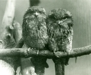 Ein Paar Eulenschwalme sitzt auf einem Ast im Londoner Zoo, 1924