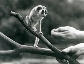 Ein Schlanklori auf einem Ast, gehalten von einem Pfleger, Londoner Zoo, August 1926