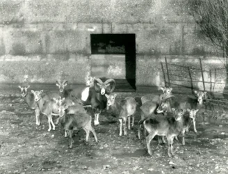 Eine kleine Herde Mufflons im Londoner Zoo im November 1926
