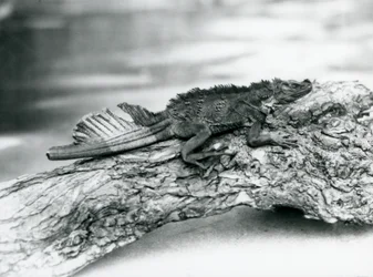 Ein gefährdeter Segelflossen-Leguan mit beschädigtem Schwanz ruht auf einem Baumstamm im London Zoo im Jahr 1929 (s/w Foto)