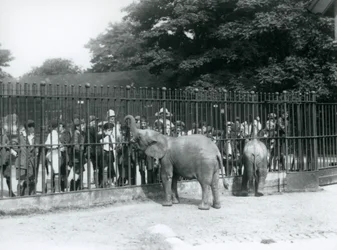 Ein junger Afrikanischer Elefant und ein Zwergafrikanischer Elefant interagieren mit einer großen Gruppe von Kindern, durch die Gitter ihres Geheges, London Zoo, 1926