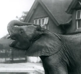 Ein junger afrikanischer Elefant mit erhobenem Rüssel auf die Stirn, Londoner Zoo, August 1925