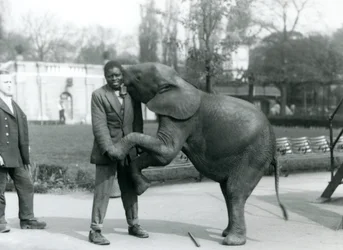 Ein junger afrikanischer Zwergelefant steht auf den Hinterbeinen, um ihren afrikanischen Trainer zu umarmen, während der Pfleger zusieht, Londoner Zoo, Juli 1925