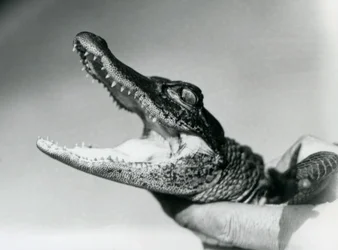 Ein junger Alligator, den sein Pfleger im August 1928 im Londoner Zoo am Hals hält
