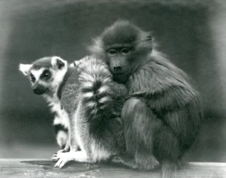 Ein junger Pavian kuschelt sich auf einem Balken an einen Katta, Londoner Zoo, 1925