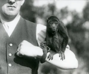 Ein junger Schwarzer Brüllaffe sitzt auf dem Arm eines Mannes, wobei sein Greifschwanz um dessen Handgelenk gewickelt ist, London Zoo, 1923