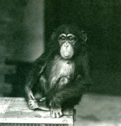 Ein junger Schimpanse sitzt auf einer Holzkiste im Londoner Zoo, 1924