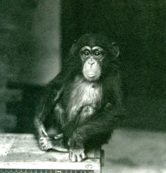 Ein junger Schimpanse sitzt auf einer Holzkiste im London Zoo, 1924
