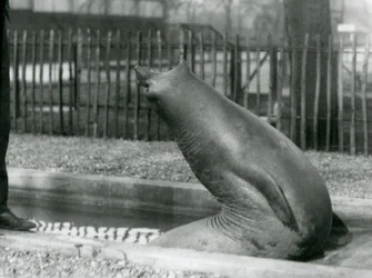 Ein junger Elefantenrobbe, der sich rückwärts streckt, London Zoo