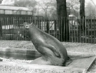 Ein junger Elefantenrobbe, der sich rückwärts streckt, London Zoo