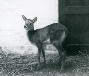 Ein junger Lechwe, der auf Heu steht, London Zoo, Januar 1926