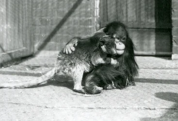 Ein junger Orang-Utan umarmt ein Baumkänguru im London Zoo im Jahr 1927 (s/w Foto)