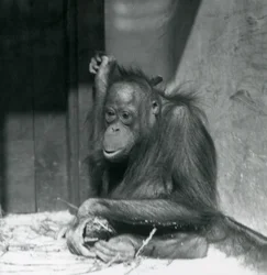 Ein junger Orang-Utan, der in seinem Gehege sitzt, Londoner Zoo, Oktober 1925