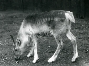 Ein junges Rentier im Londoner Zoo, 1925