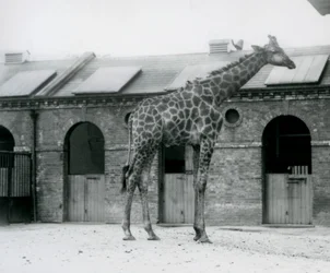 Ein junger männlicher Giraffe steht in seinem Gehege vor dem Giraffenhaus, London Zoo