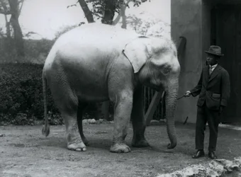 Albino-Weißer Elefant Pawah mit Dr. Saw Po Min, London Zoo, Mai 1926