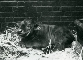 Ein Afrikanisches Büffelkalb, geboren in der Menagerie am 8. Februar 1927, liegend im Stroh, Londoner Zoo, Februar 1927