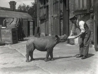 Ein afrikanisches Nashorn, Kathlene, und Wärter Harry Warryck im ZSL London Zoo, September 1928