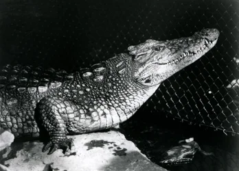 Ein Amerikanischer Alligator im Londoner Zoo im September 1924