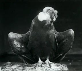 Ein Andenkondor ruht auf einem Baumstamm, London Zoo, 1925