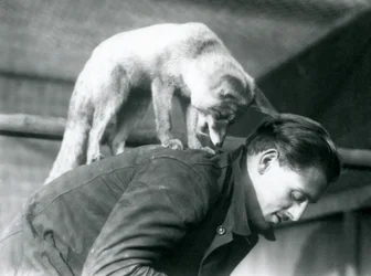 Ein Arabischer Rotfuchs schaut über die Schulter des Pflegers F. Shelley, während er auf seinem Rücken steht, London Zoo, 1925