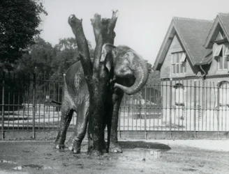 Ein asiatischer Elefant, der sich hinter dem Ohr am Kratzpfosten kratzt, in seinem Gehege, Londoner Zoo